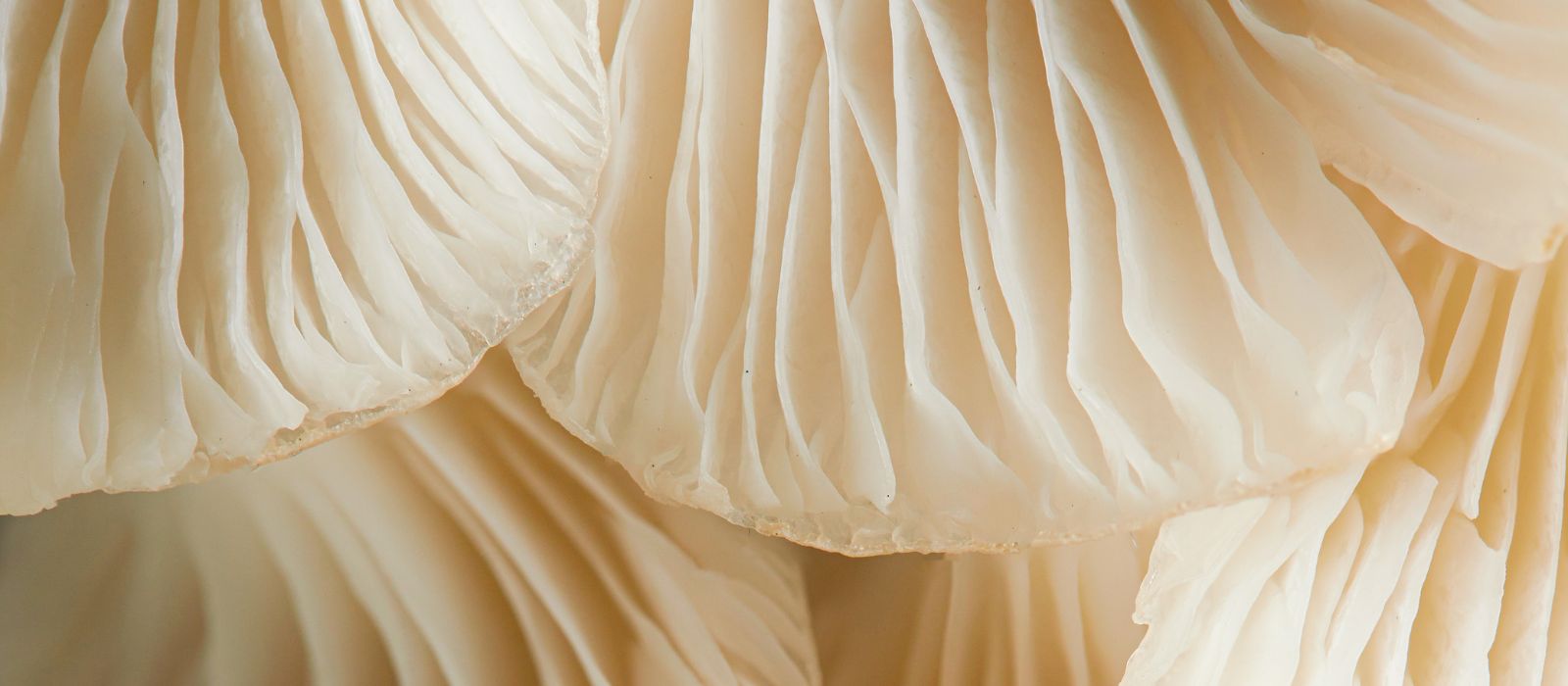 Konkan Naturals - Organic Products Background