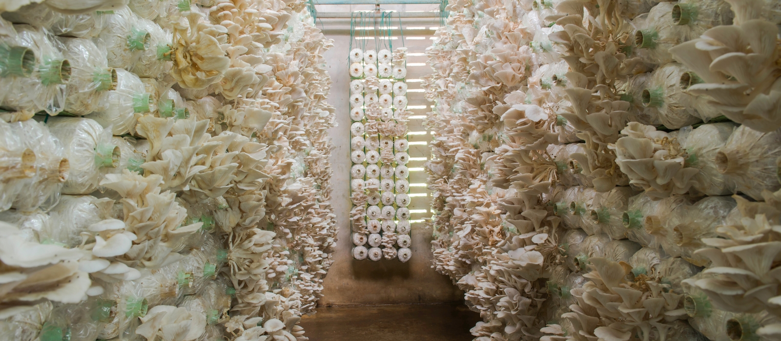 Konkan Naturals - Organic Farming