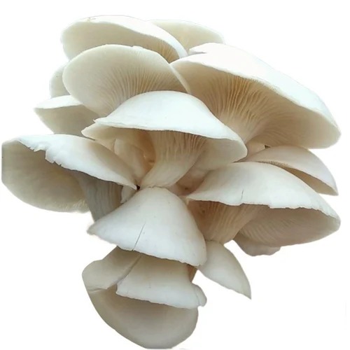 White Oyster Mushrooms