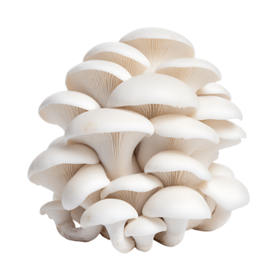 Wild Mushroom Group - Konkan Naturals Premium Quality